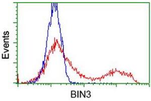 Image no. 4 for anti-Bridging Integrator 3 (BIN3) antibody (ABIN1496923)
