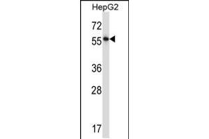 Image no. 1 for anti-Nuclear Factor I/A (NFIA) (AA 470-498), (C-Term) antibody (ABIN5531749)
