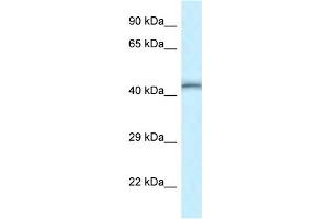 Image no. 1 for anti-TEA Domain Family Member 4 (TEAD4) (Middle Region) antibody (ABIN2777936)