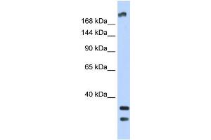 Image no. 4 for anti-Transient Receptor Potential Cation Channel, Subfamily M, Member 2 (TRPM2) (N-Term) antibody (ABIN2781840)