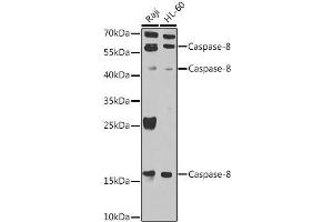 Caspase 8 antibody  (AA 1-479)