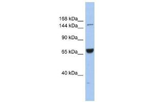 anti-Kinesin Family Member 15 (KIF15) (Middle Region) antibody