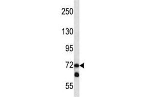 Image no. 3 for anti-Lysyl Oxidase-Like 3 (LOXL3) (AA 715-744) antibody (ABIN3031669)