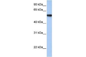 Image no. 5 for anti-Transcription Factor AP-2 gamma (Activating Enhancer Binding Protein 2 Gamma) (TFAP2C) (Middle Region) antibody (ABIN2777941)