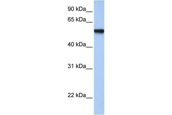 TFAP2C antibody  (Middle Region)
