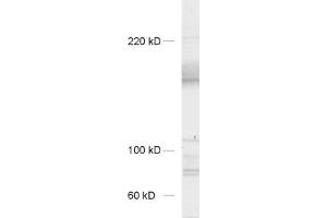 Image no. 1 for anti-Neurexin 3 (NRXN3) (AA 1298-1494) antibody (ABIN1742367)
