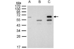 Image no. 11 for anti-Histone Deacetylase 1 (HDAC1) (Center) antibody (ABIN2854776)