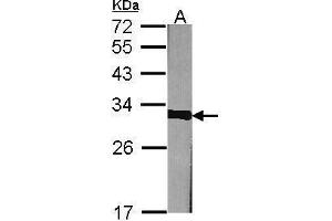 Image no. 3 for anti-Prohibitin (PHB) (Center) antibody (ABIN2854938)