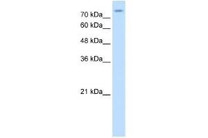 Image no. 1 for anti-Solute Carrier Family 20 (Phosphate Transporter), Member 2 (SLC20A2) (N-Term) antibody (ABIN2775349)