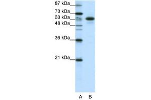 anti-Cas-Br-M (Murine) Ecotropic Retroviral Transforming Sequence-Like 1 (CBLL1) (C-Term) antibody