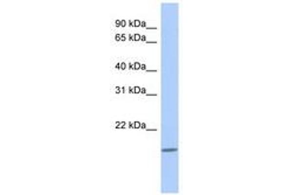 CLECL1 antibody  (N-Term)