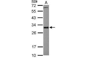 Image no. 3 for anti-BCL2-Like 1 (BCL2L1) (Center) antibody (ABIN2856151)