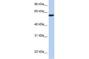 Image no. 1 for anti-Adhesion Molecule with Ig-Like Domain 3 (AMIGO3) (N-Term) antibody (ABIN635891)