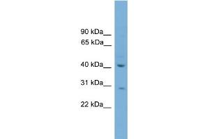 Image no. 1 for anti-Hyaluronan and Proteoglycan Link Protein 4 (HAPLN4) (C-Term) antibody (ABIN2783897)