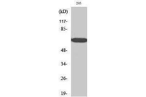Image no. 1 for anti-RNA Polymerase II Associated Protein 2 (RPAP2) (C-Term) antibody (ABIN3186836)