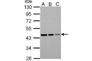 Image no. 3 for anti-Proteasome (Prosome, Macropain) 26S Subunit, ATPase, 5 (PSMC5) (Center) antibody (ABIN2856087)