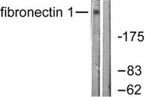 Image no. 1 for anti-Fibronectin 1 (FN1) (AA 2337-2386) antibody (ABIN1533276)