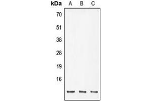 Image no. 1 for anti-Polymerase (RNA) II (DNA Directed) Polypeptide K, 7.0kDa (POLR2K) (Center) antibody (ABIN2706848)