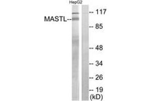 Image no. 1 for anti-Microtubule Associated serine/threonine Kinase-Like (MASTL) (AA 821-870) antibody (ABIN1534067)