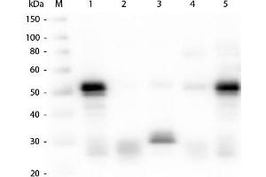 Western Blotting (WB) image for Goat anti-Rabbit IgG (Heavy & Light Chain) antibody (HRP) (ABIN101990)