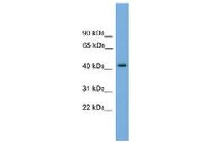 Image no. 1 for anti-Paralemmin (PALM) (AA 35-84) antibody (ABIN6745616)