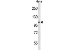 ZFPM2 Antibody (C-term) western blot analysis in Hela cell line lysates (35 µg/lane).