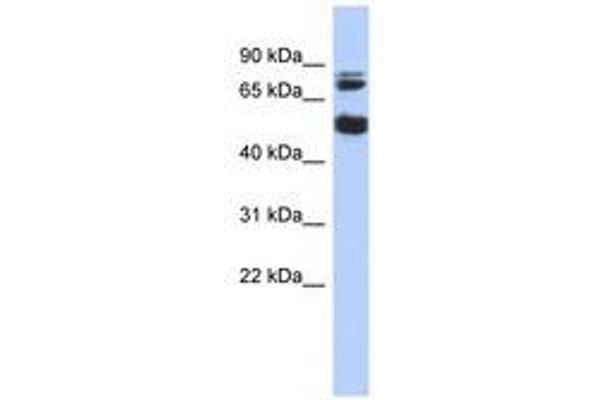 NIM1 抗体  (AA 143-192)