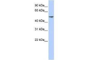 Image no. 1 for anti-Dynactin 2 (p50) (DCTN2) (N-Term) antibody (ABIN2787686)