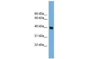 Image no. 1 for anti-Guanine Nucleotide Binding Protein (G Protein), alpha Inhibiting Activity Polypeptide 3 (GNAI3) (Middle Region) antibody (ABIN929084)