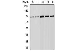 Image no. 1 for anti-Forkhead Box N1 (FOXN1) (Center) antibody (ABIN2706171)