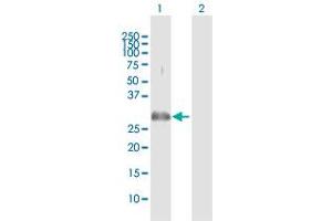 Image no. 1 for anti-phospholipid Scramblase 3 (PLSCR3) (AA 1-295) antibody (ABIN528068)