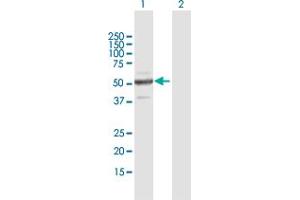 Image no. 1 for anti-Zinc Finger Protein 772 (ZNF772) (AA 1-489) antibody (ABIN949972)