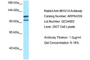 Image no. 1 for anti-Myosin X (MYO10) (C-Term) antibody (ABIN2789768)