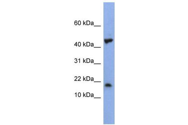 LSM1 anticorps  (Middle Region)