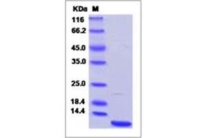 Image no. 1 for Chemokine (C-X-C Motif) Ligand 3 (CXCL3) (AA 28-100) protein (His tag) (ABIN5499621)