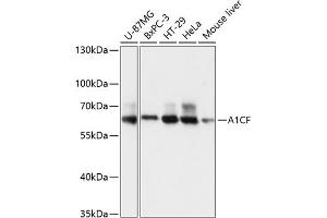 A1CF antibody  (AA 50-120)