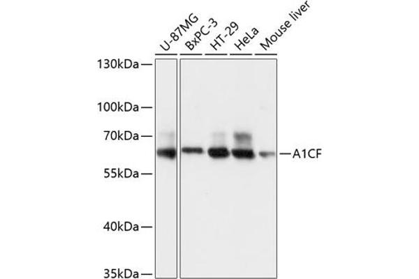 A1CF antibody  (AA 50-120)