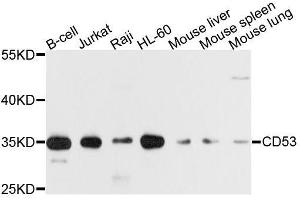 Image no. 1 for anti-CD53 (CD53) antibody (ABIN6138204)