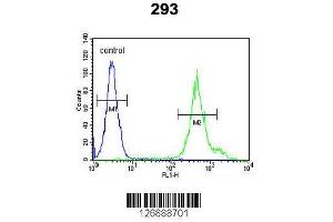 Image no. 3 for anti-Kinesin Light Chain 3 (KLC3) (AA 245-274) antibody (ABIN651542)