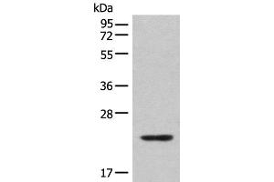 Western blot analysis of Mouse lung tissue lysate using CBFB Polyclonal Antibody at dilution of 1:400