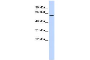 Image no. 1 for anti-Family with Sequence Similarity 134, Member C (FAM134C) (N-Term) antibody (ABIN2785357)