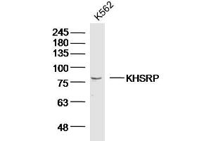 Image no. 1 for anti-KH-Type Splicing Regulatory Protein (KHSRP) (AA 221-320) antibody (ABIN5675311)