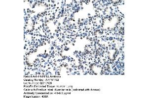 Image no. 3 for anti-Heterogeneous Nuclear Ribonucleoprotein L-Like (HNRPLL) (N-Term) antibody (ABIN2776622)