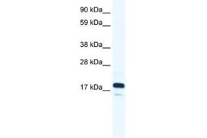 Image no. 2 for anti-RNA Polymerase II TBP-Associated Factor Subunit G (TAF9) (N-Term) antibody (ABIN927497)