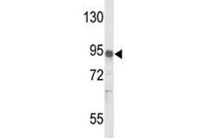 Image no. 2 for anti-Interleukin 17 Receptor D (IL17RD) (AA 217-245) antibody (ABIN3028755)