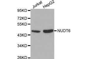 Image no. 2 for anti-Nudix (Nucleoside Diphosphate Linked Moiety X)-Type Motif 6 (NUDT6) antibody (ABIN1513289)