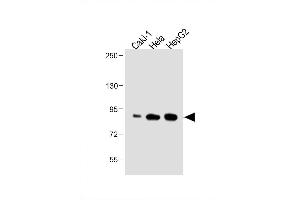 Image no. 5 for anti-ATG7 Autophagy Related 7 (ATG7) (AA 540-569), (C-Term) antibody (ABIN388523)