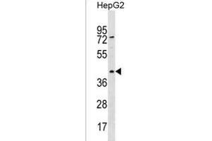 RBMXL1 Antibody (Center) (ABIN1538153 and ABIN2850416) western blot analysis in HepG2 cell line lysates (35 μg/lane).