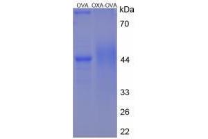 Image no. 3 for Orexin A (OXA) peptide (Ovalbumin) (ABIN5666311)