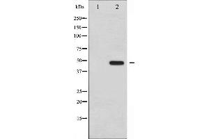 Image no. 6 for anti-Jun Proto-Oncogene (JUN) (pTyr170) antibody (ABIN6255828)
